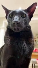 Ce chat se prend pour le roi