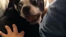 Doggo does a scream