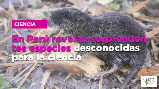En Perú revelan sorprendentes especies desconocidas para la ciencia