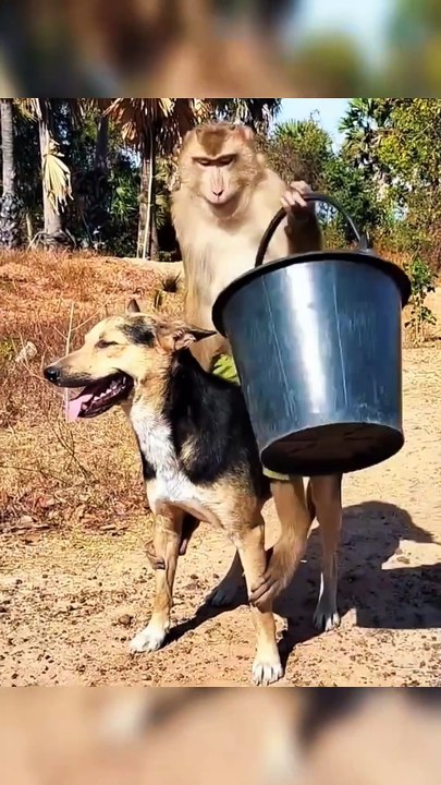 funny animal videos of cats and dogs | Video compilation