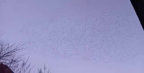 Starling murmuration over Sarah's garden