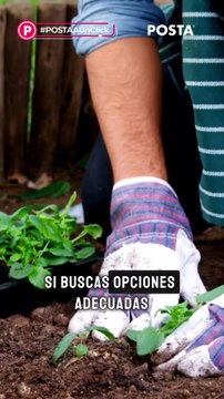 3 Arboles nativos de Durango para tu jardín