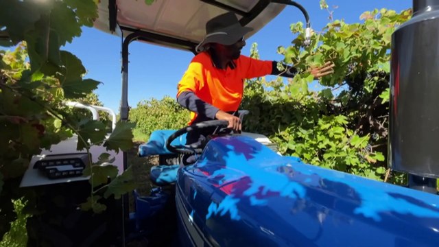 Wine grape growers seek mandatory code for industry in 'crisis'