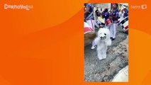 Menino de 3 anos encanta foliões com fantasia de ursinho branco no carnaval