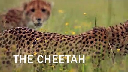 Big Cats, Small World | show | 2024 | Official Trailer
