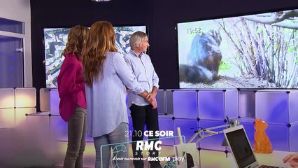 La vie secrète des chats