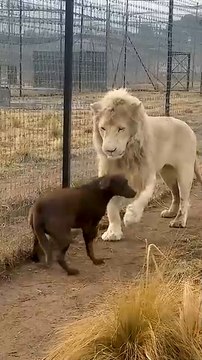 Cute Lion Gives Smooches to Puppy_s Paw_
