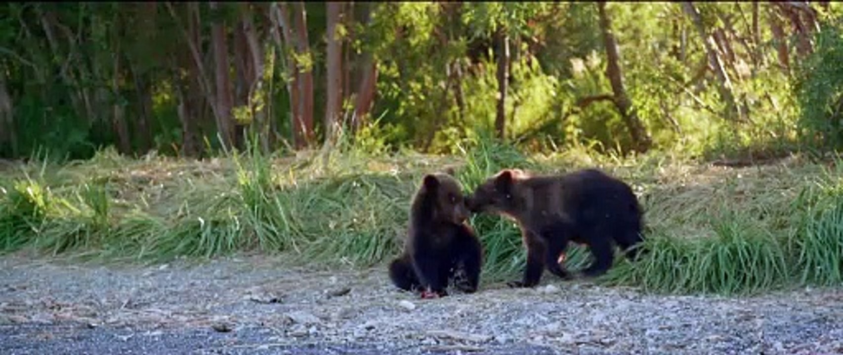 Terre des Ours