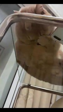 Katzenbabys auf Abenteuer! 20250301