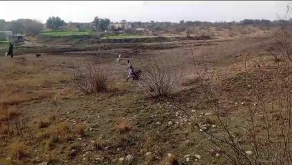 Wild boar hunting with dog||