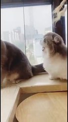 Fanny cat 😀 1.M views 1 hour ago