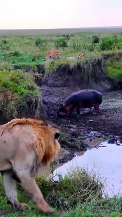 Lion hunting hippo