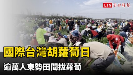 逾萬人齊聚東勢體驗拔蘿蔔樂趣🌱 國際台灣胡蘿蔔日盛大慶祝