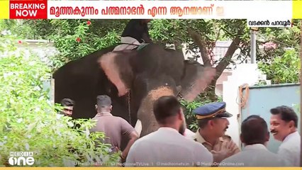 പറവൂരിൽ ഇടഞ്ഞ ആനയെ തളച്ചു; 2022ൽ പാലക്കാട് വെച്ച് പാപ്പാനെ കുത്തിക്കൊന്ന ആനയാണ് ഇടഞ്ഞത്