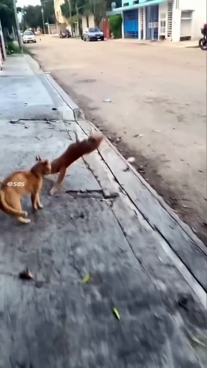 Cat Drifting 😼  cat