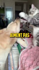 LES CHIENS ET LES CHATS SE DETESTENT ?