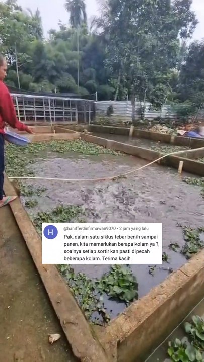Berapa jumlah kolam yang harus kita siapkan untuk budidaya ikan lele