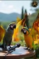Cute parrot telling the natt