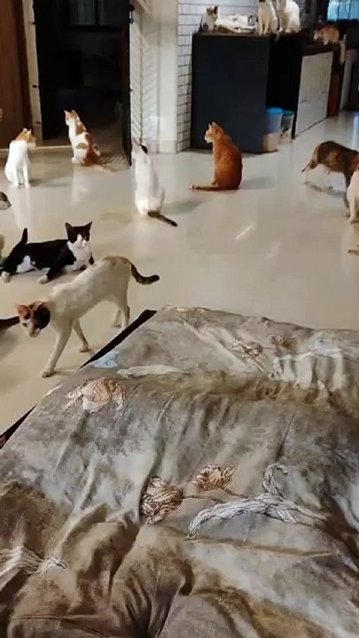 Cat video