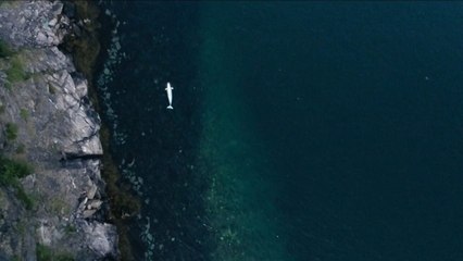 Le mystère du béluga espion