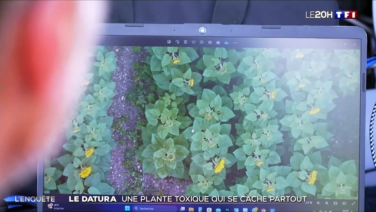 Datura-&-Tournesols