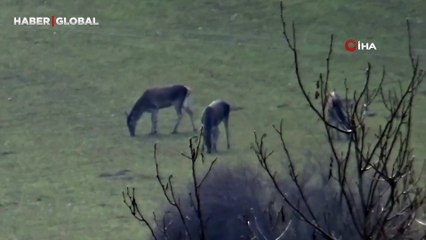 Bolu'da aç kalan geyikler köylere indi