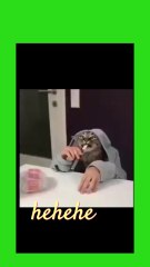 Adorable and Funny Animals