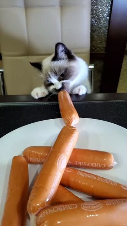 funny animals - 2