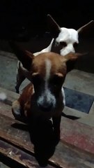 Cute dogs #cute dogs #pet lovers