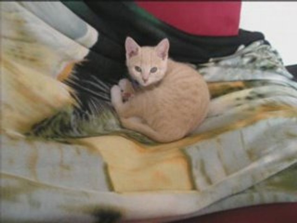 Chatouille