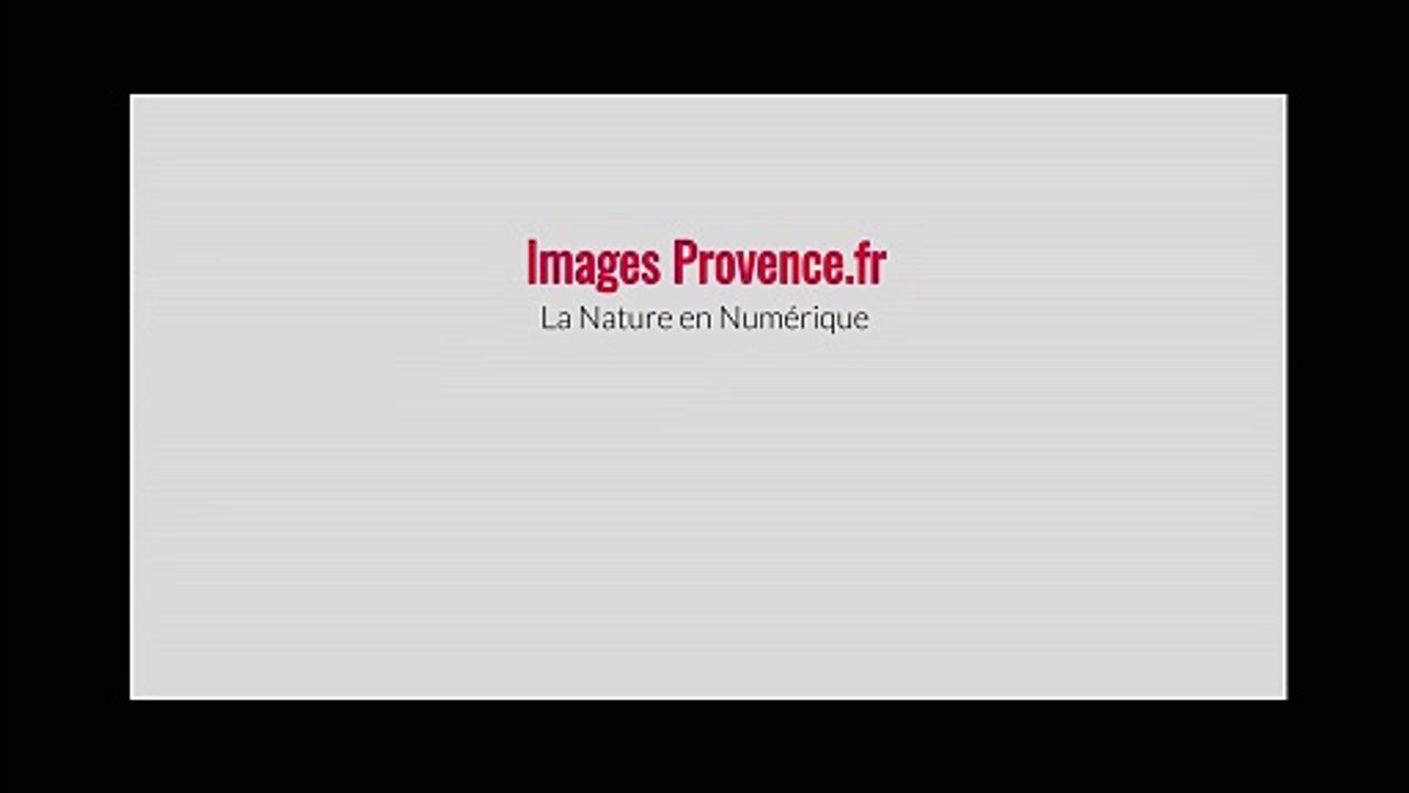 Qui je suis , j'ai posé la question à Grok 3 sur X ( Twitter )