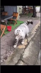 Hello brother, I just got off the mountain😆