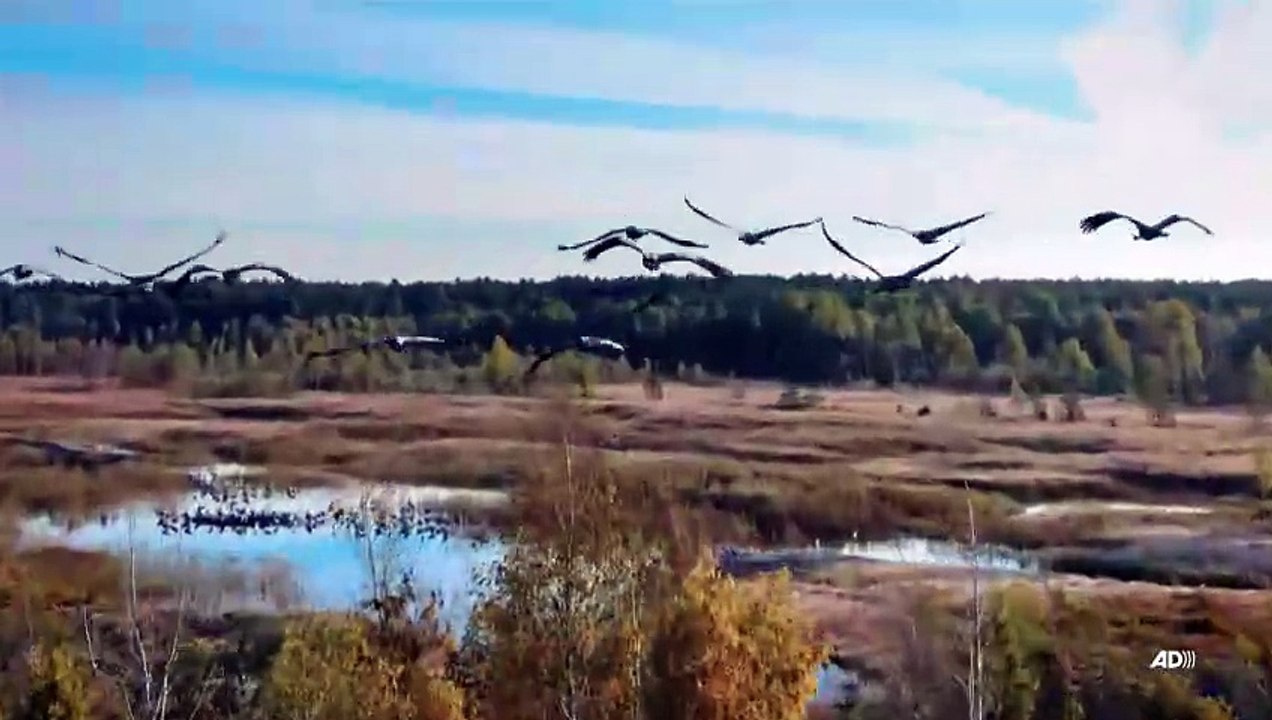 La fabuleuse histoire des oiseaux, des dinosaures parmi nous - Bande annonce