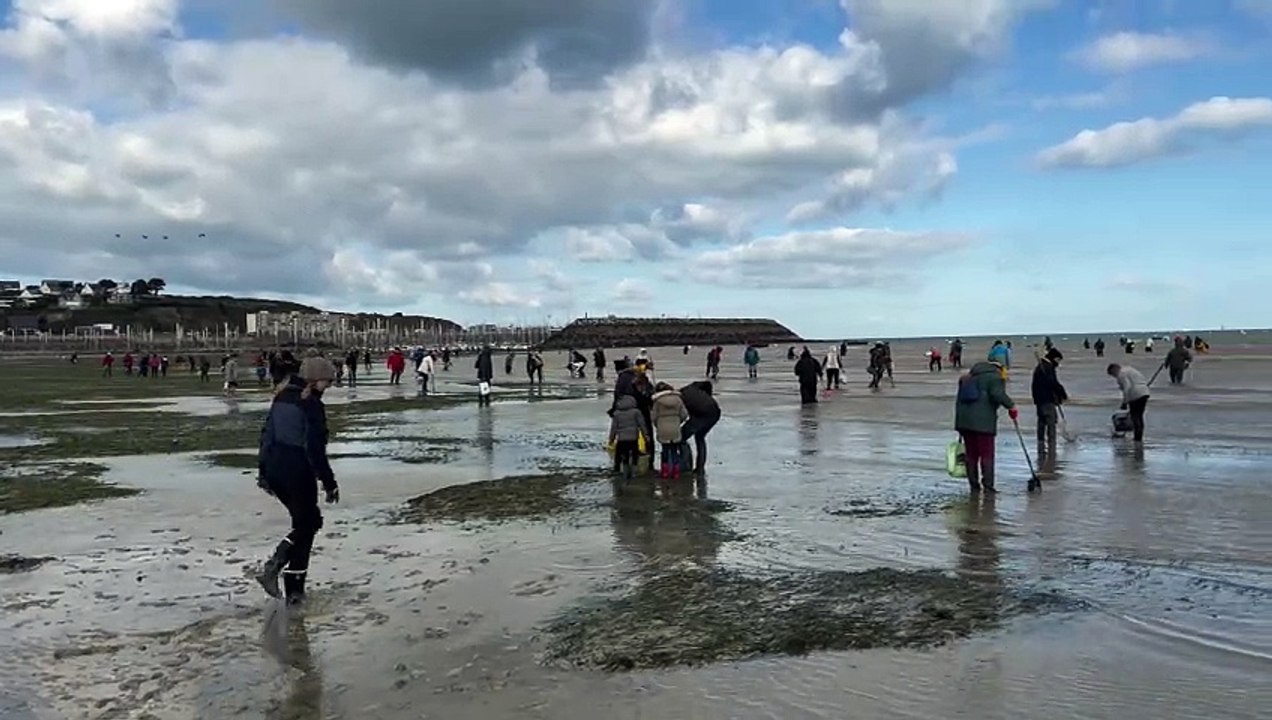 La ruée sur la coquille Saint-Jacques à Saint-Cast-le-Guildo