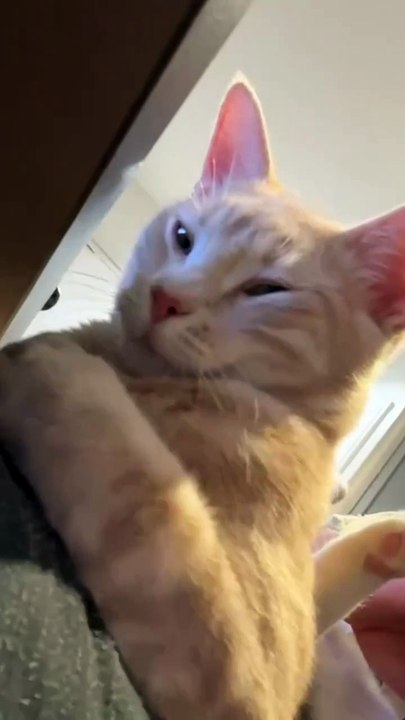 Living a cozy life 💤🐱 Vivre une vie confortable 💤🐱 #catsoftiktok #fyp #ViralCat #chatstiktok #petlover #meow #viral_video #chat #catlife #viedechat