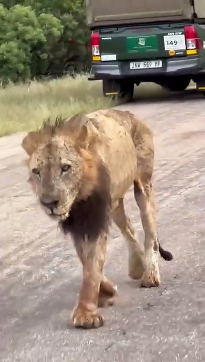 El vídeo viral de un león en sus últimas horas de vida