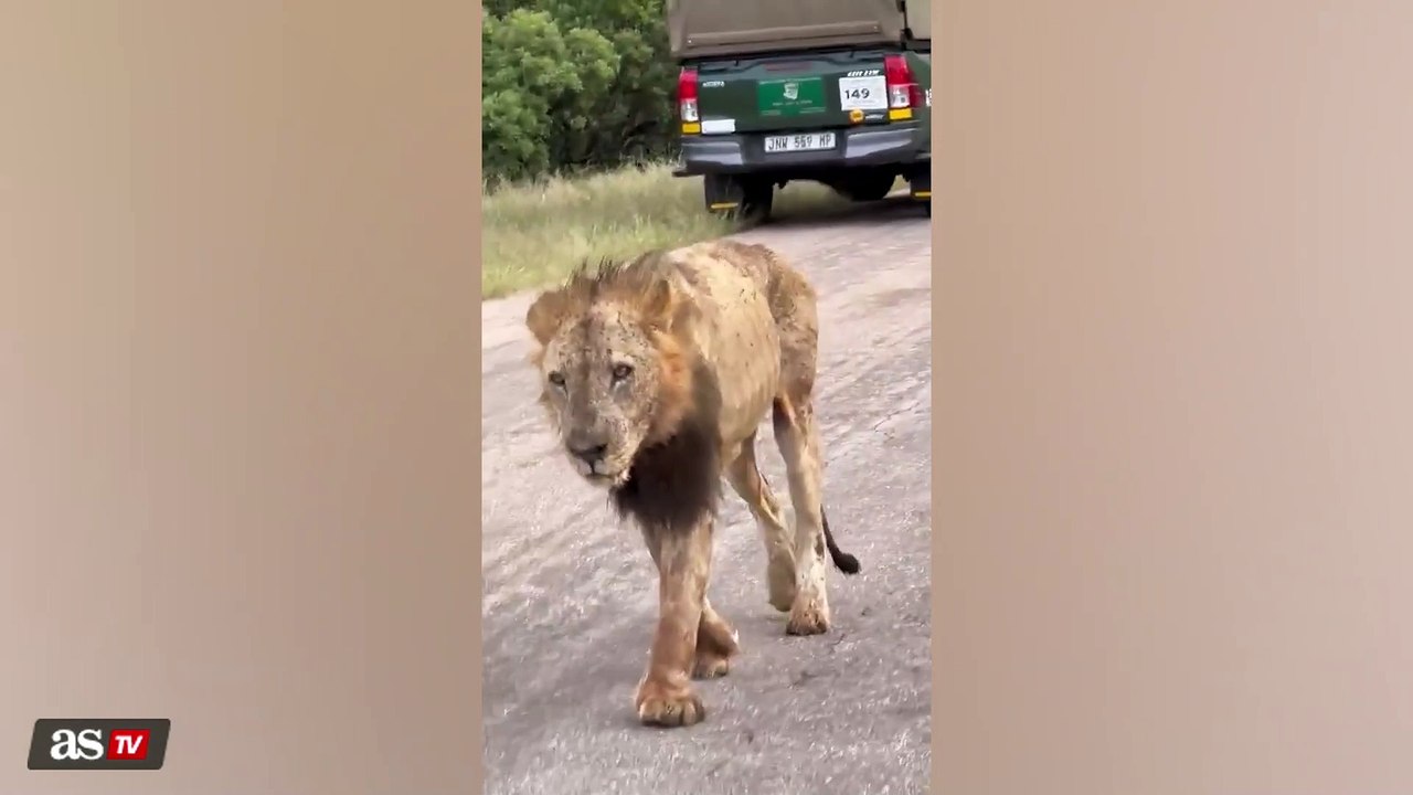 El vídeo viral de un león en sus últimas horas de vida