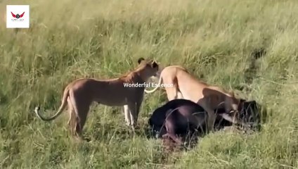 Buffalo and lion fight at forests