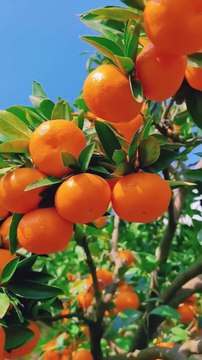 Orange Fruit Yammy And Tasty 😋🍊🍓🍒🍋🍍🍇🥭🍎#short #orange #nature #trending