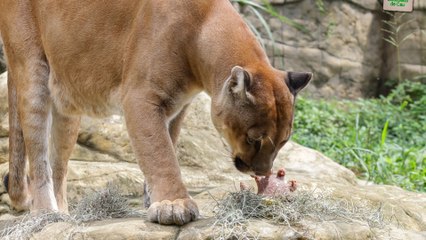 Zoológico de Cali respondió por la muerte de Orus, puma que se había escapado