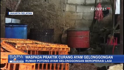 Keterangan Polisi Bongkar Praktik Curang Ayam Gelonggongan