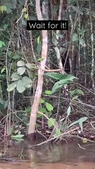Look at what emerges from the Forest__ Wow is right_ King Kong in the flesh_ _kingkong _)