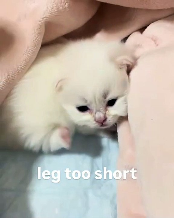 🐾 Dive into a world of adorableness with our latest video featuring the ul