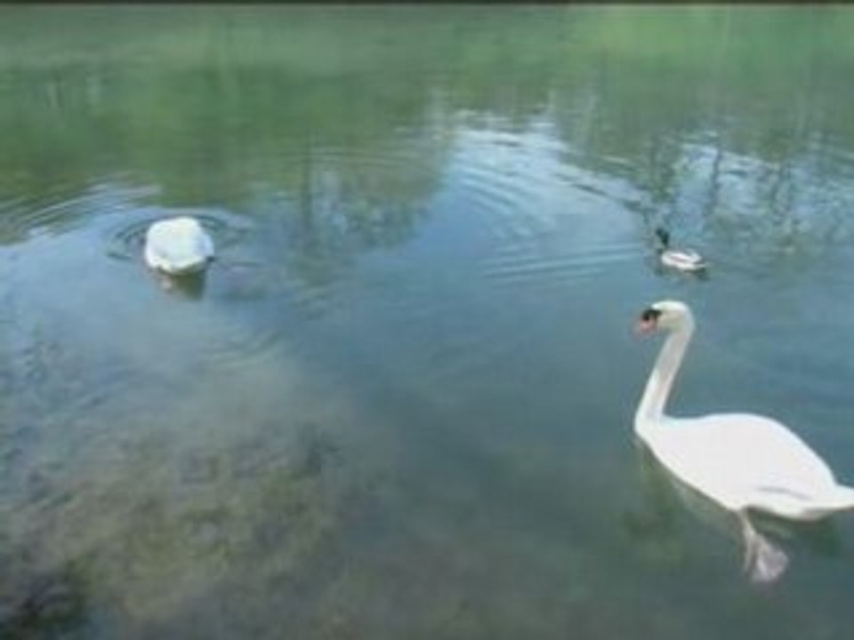 Le Lac des Cygnes_(version longue)