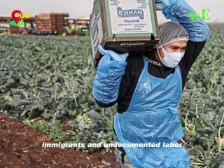 Colette Roberts Risden: US Immigration Crackdown Could Benefit Legal Jamaican Farm Workers - WorldEye