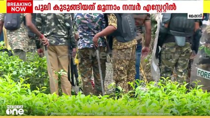 മയങ്ങിയ പുലിയെ വലയിലാക്കി; പ്രാഥമിക പരിശോധന നടത്തുന്നു; ട്രാക്ടറിലേക്ക് മാറ്റും