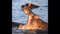 Animals at Chobe river, Botswana.