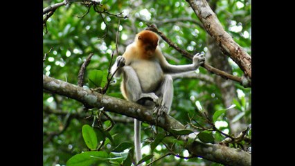 PROBOSCIS MONKEYS IN BRUNAI (Short)