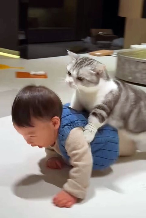 Cute cat 😼😂#cat #viralvideo #animals
