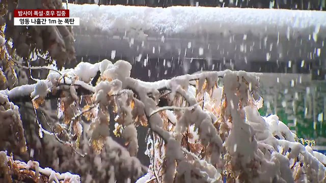 [날씨] 밤사이 폭설·호우 집중...영동 나흘간 1m 눈 폭탄 / YTN
